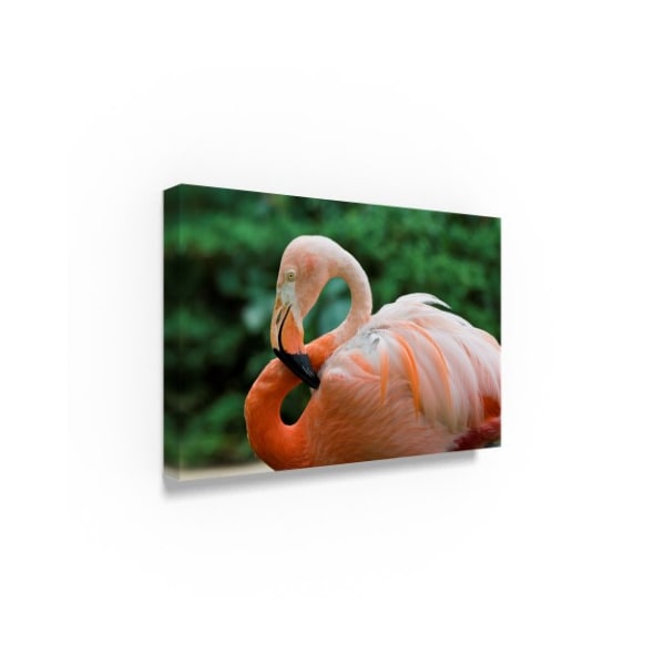 Robert Michaud 'Flamingo Center' Canvas Art,30x47